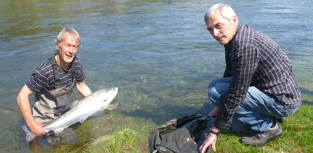 Villaks i fiskefella i Etne 2013 Villaks i fiskefella i Etne 2013