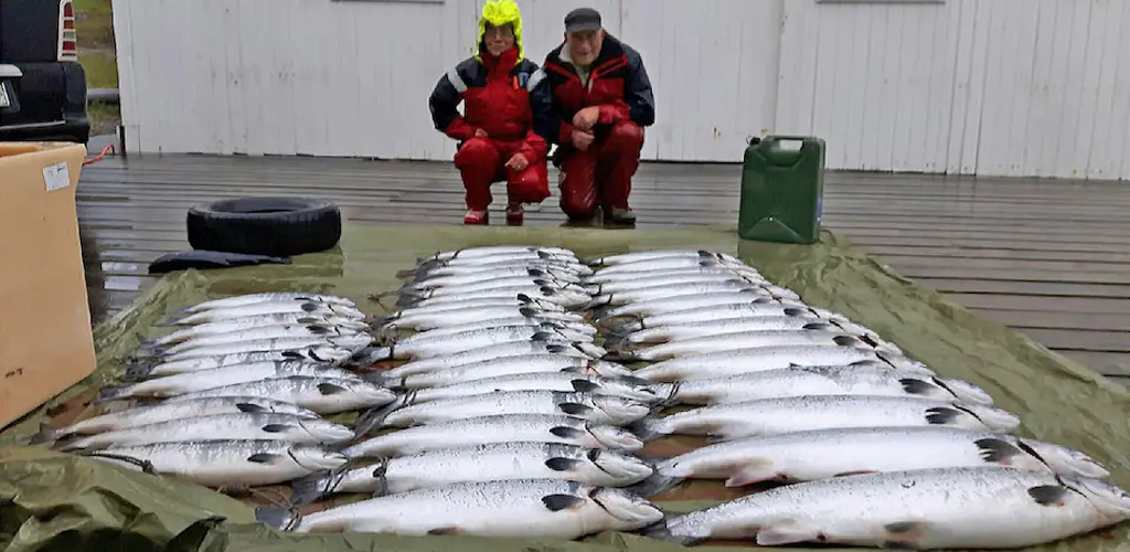 Fangst sjølaksefiske Kongsfjorden