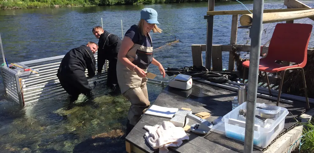 Uttak i fello 9. Juni 16, over 30 fisk kom gjennom i dag... :) 