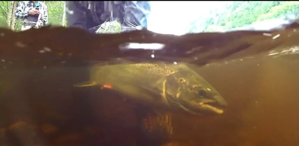 Storlaks slippes tilbake - klippet fra filmen. Foto: Trond Kjærstad