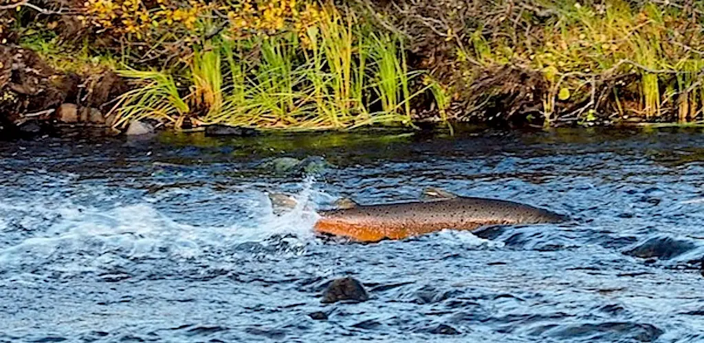 Hannlaks på vei opp Geatnja i Kongsfjordvassdraget Hannlaks på vei opp Geatnja i Kongsfjordvassdraget