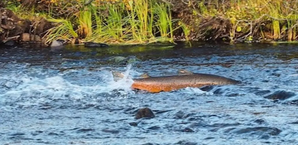Geatnja - Kongsfjordelvas viktige gyteområde