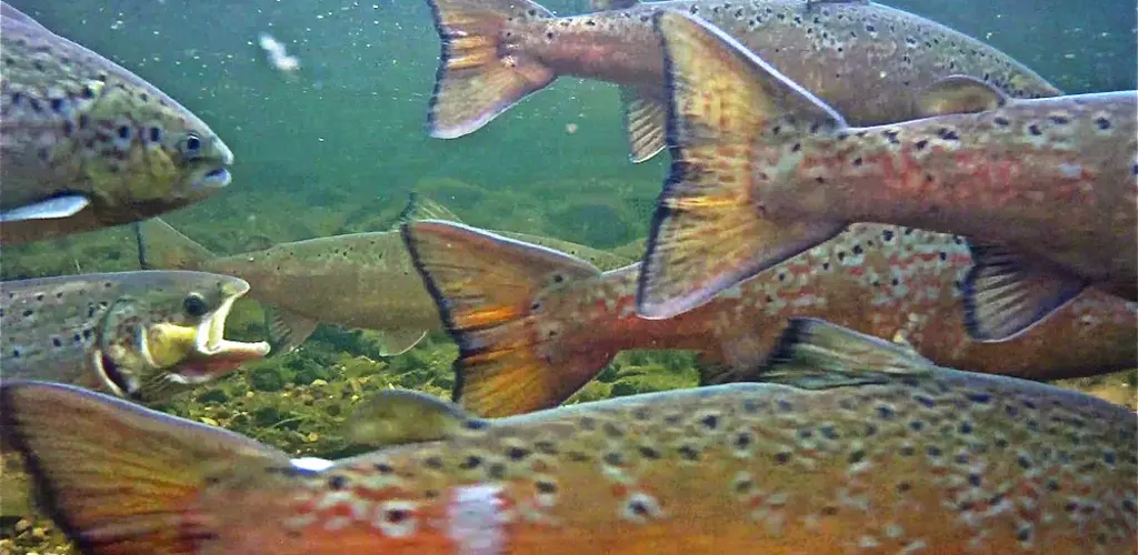 Kongsfjordelva - gyteplass På gyteplassen Kongsfjordelva