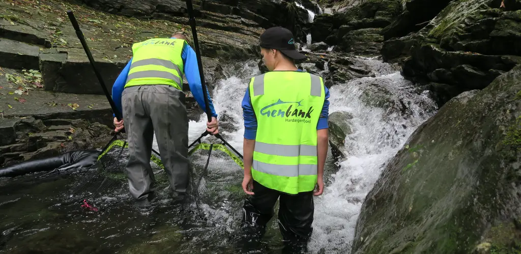 Stamfiske i Hardanger