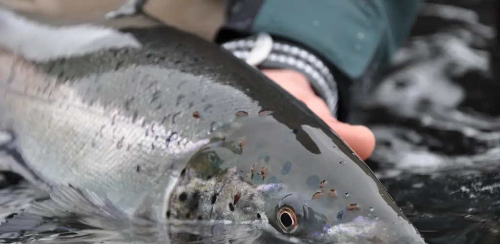 Gjenutsetting Gjenutsetting