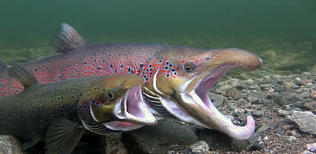 Gytende laks Gytende laks