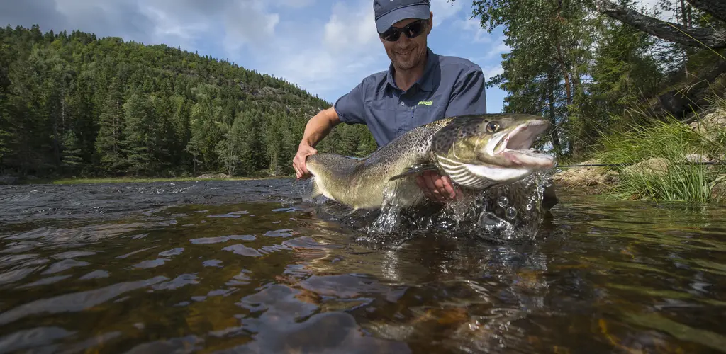 Storlaks fra Tovdalselva Storlaks fra Tovdalselva