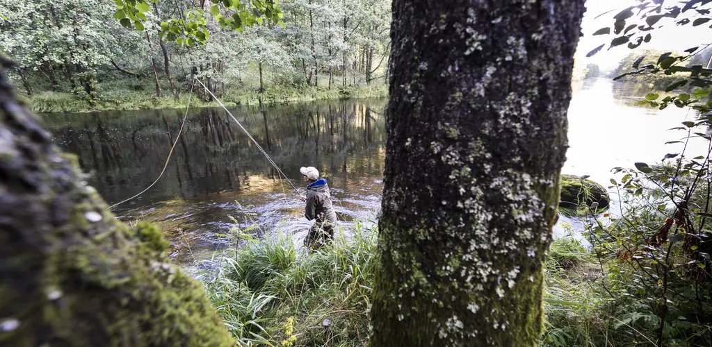 Laksefiske i Audna