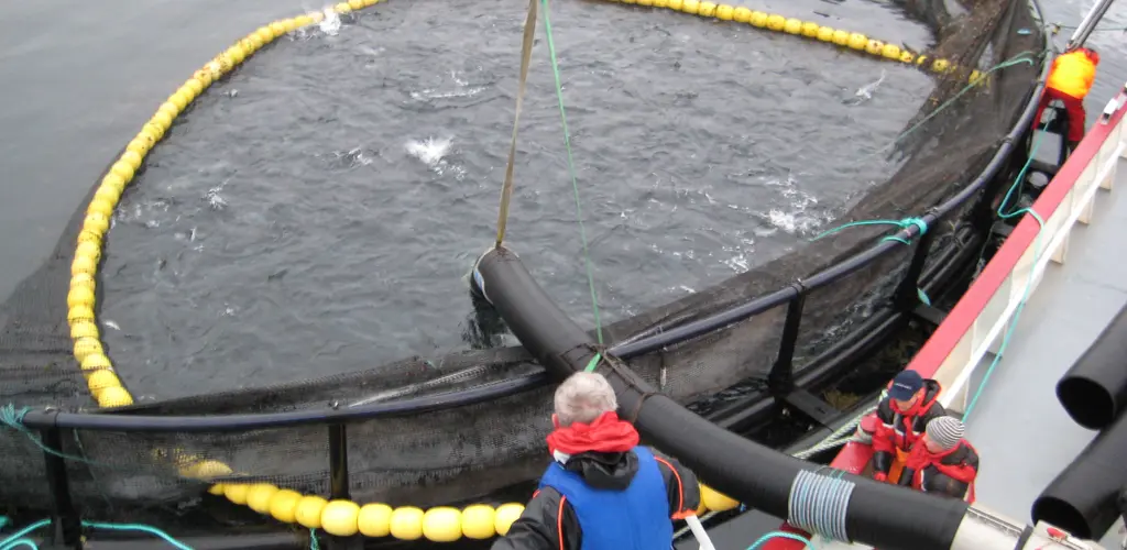 Oppdretsmerd Oppdrettsmerd