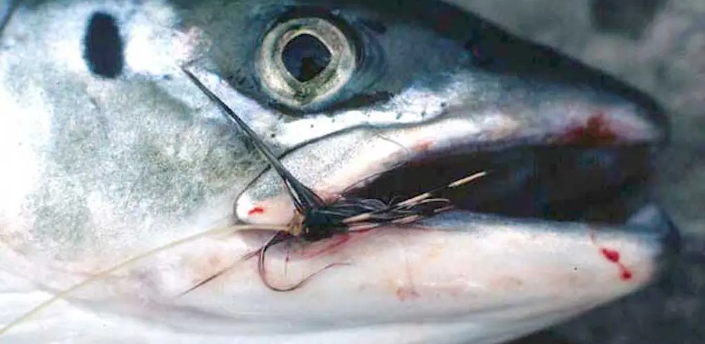 Fangststatistikk 2005 - 2012