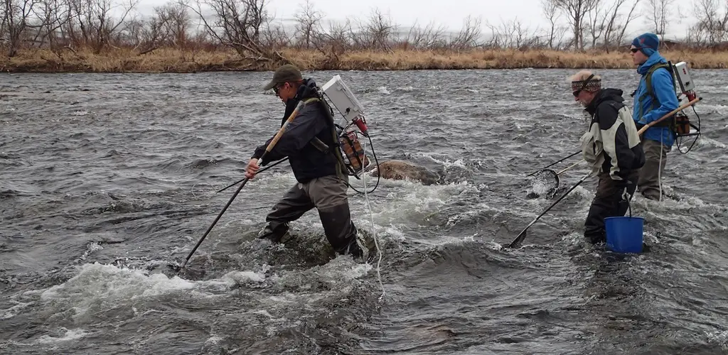 Her er Gunnar Jensås, Knut Andreas Bækkelie (NINA), og Roar Nikolaisen (BJFF) på smoltfangst i flomstor og iskald Kongsfjordelv.