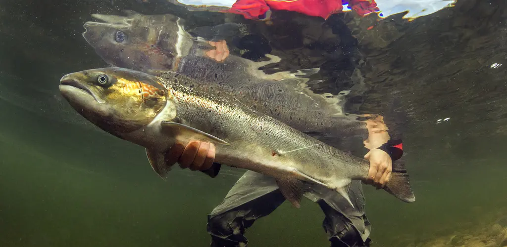 Elektronisk merket støing Elektronisk merket støing