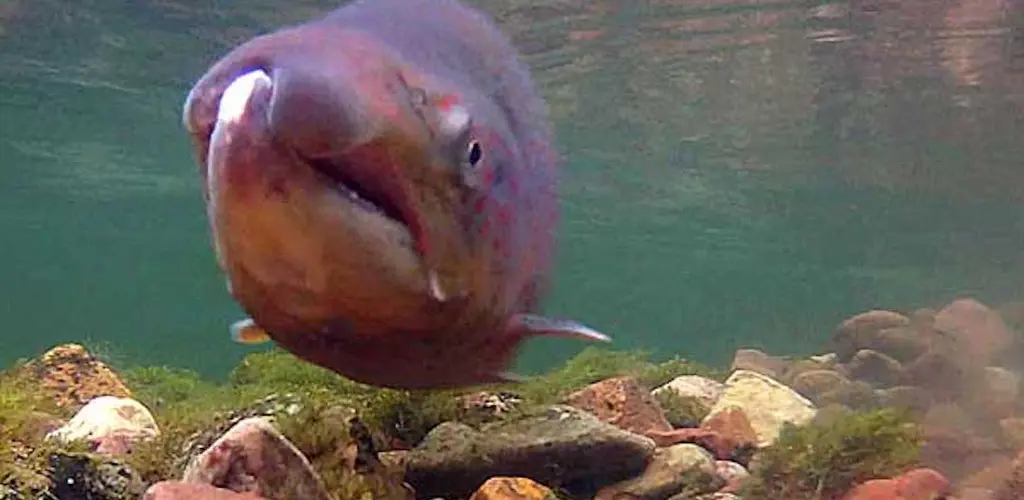 Hannlaks i gytedrakt Kongsfjordelva - hannlaks, gytedrakt