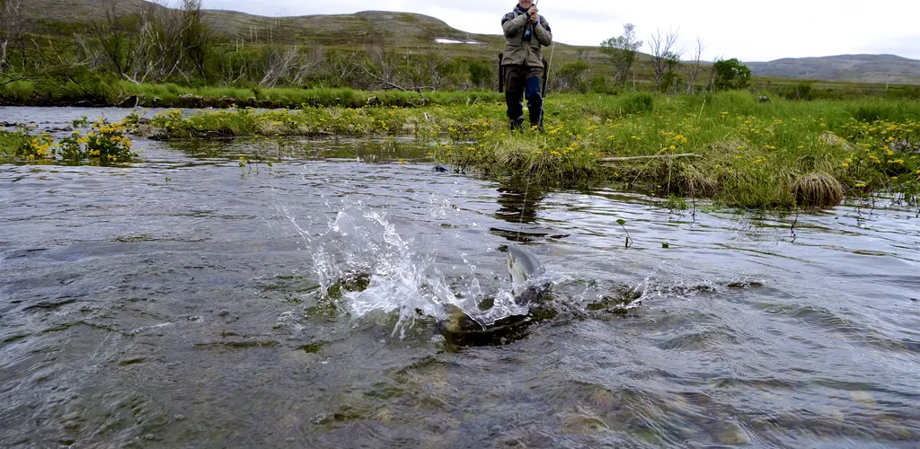 Kjøring av smålaks Kjøring av smålaks