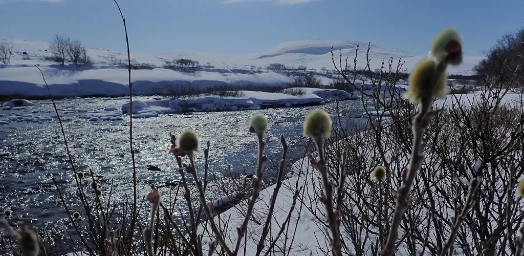 Kongsfjordelva i mai Kongsfjordelva i mai