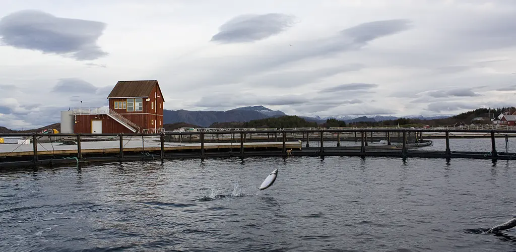 Laks i merd. Laks i merd.