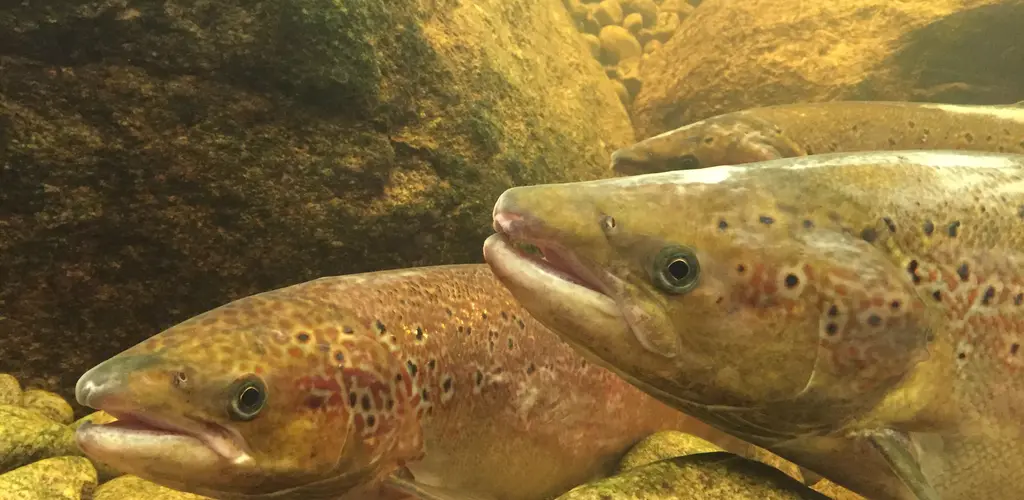 Villaks i Marnardal Villaks i Marnardal