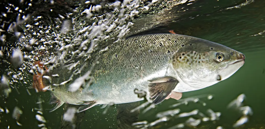 Gjenutsetting av laks