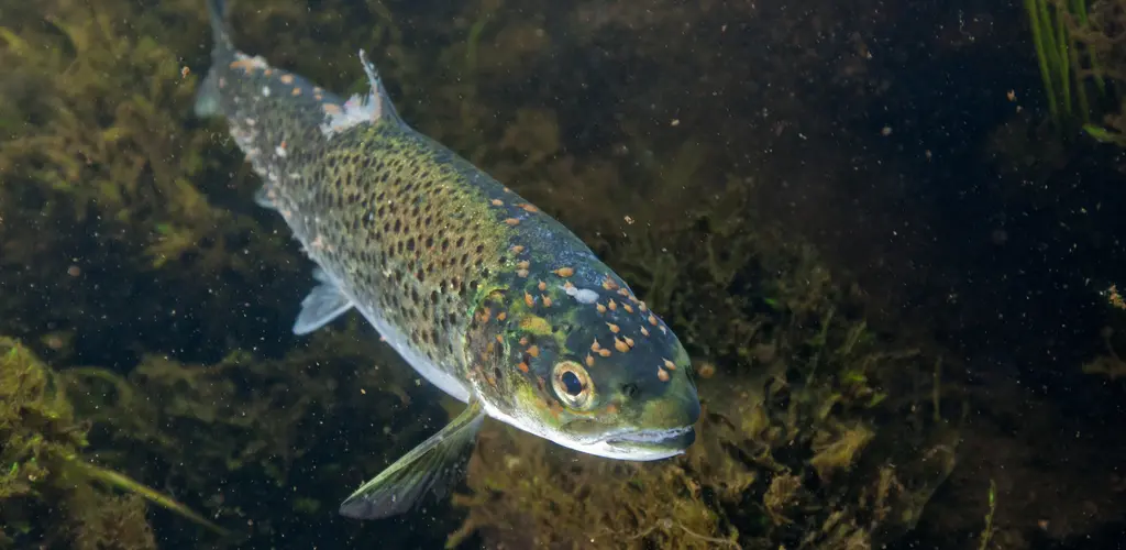 Luseskadet sjøørret Luseskadet sjøørret