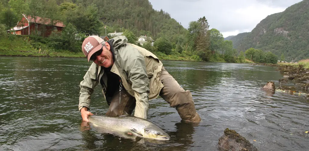 Gjenutsetting av laks Gjenutsetting av laks