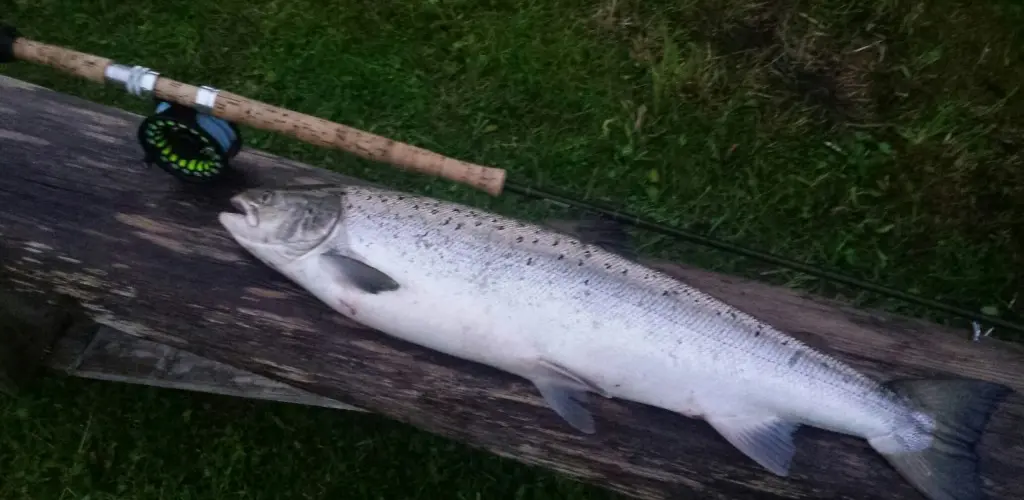Laks 5,2 kg tatt på flue på Rokseth valdet. Den heldige fisker, Tom Brenn.