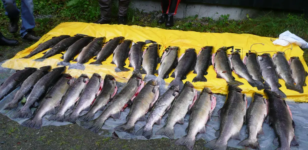 Rømt oppdrettslaks Rømt oppdrettslaks