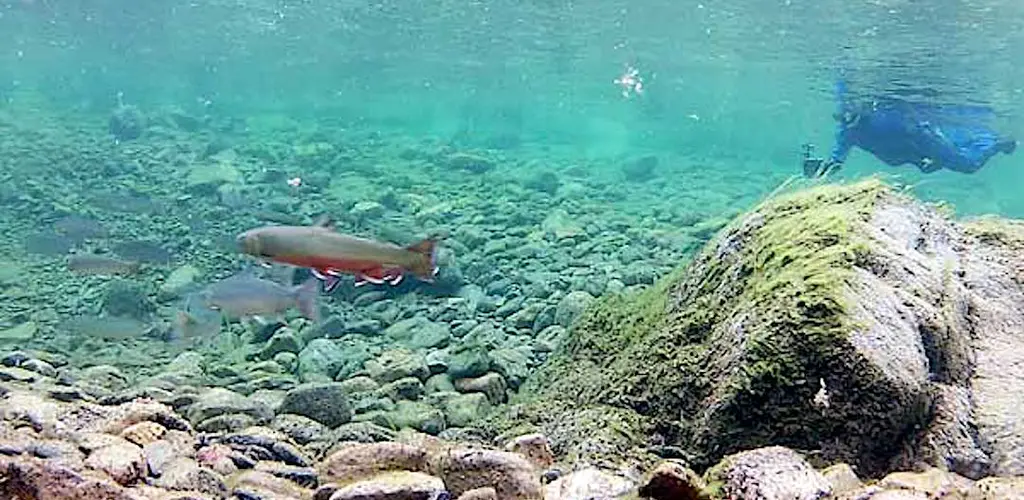 Ulovlig fiske i Storelva