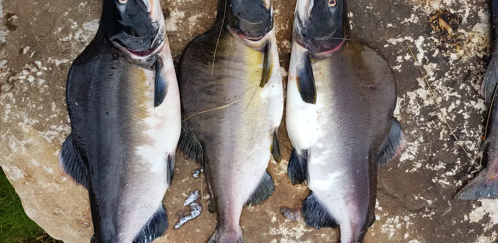 Pukkellaks Pukkellaks