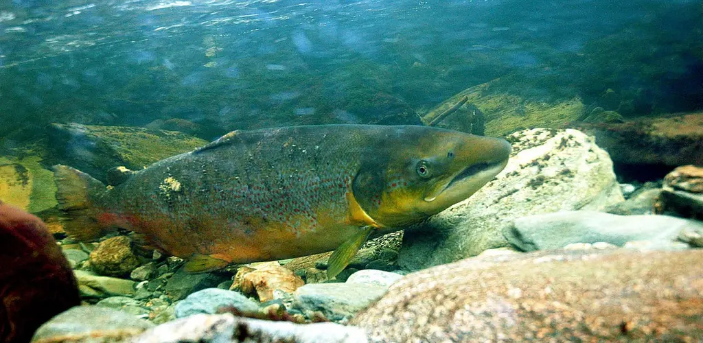 Gytemoden rømt oppdrettslaks Gytemoden rømt oppdrettslaks