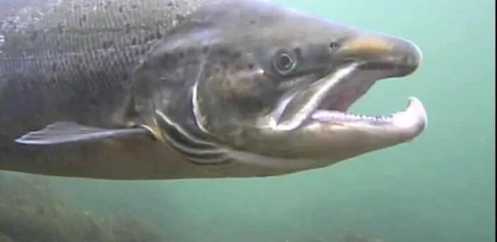 Hannlaks fra Skoti, Suldalslågen