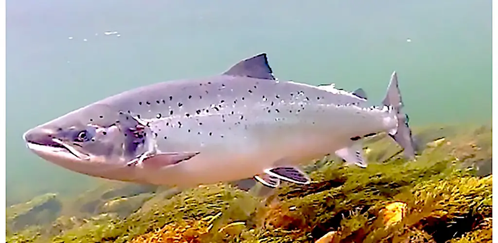 Oppgang laks Kongsfjordelva Kongsfjordelva