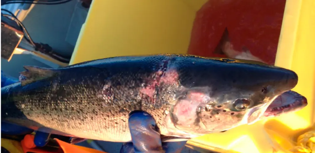 Faksimile av rapportbilde fra Aqua kompetanse