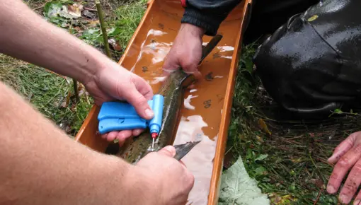 Gaular_2021_forvaltning_merking av laks