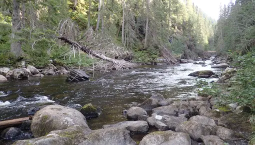 Homla_Slettom-ungfiskundersøkelse i Homla4.JPG