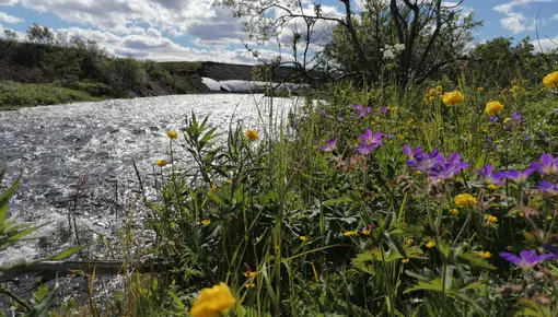 kongsfjordelva_ vår i elva_06072021.jpg