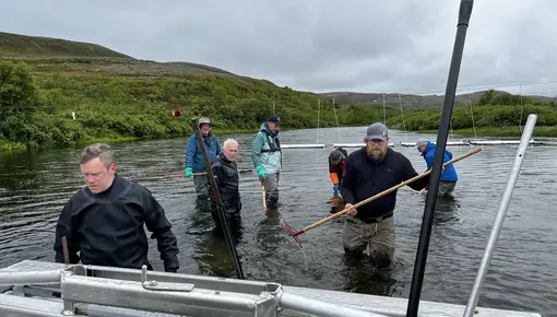 Pukkellaksfelle i Kongsfjord