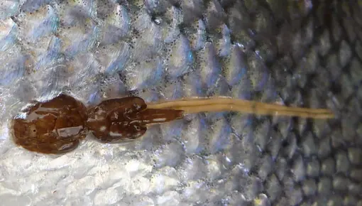 Lakselus på villaks. Lakselus på villaks.