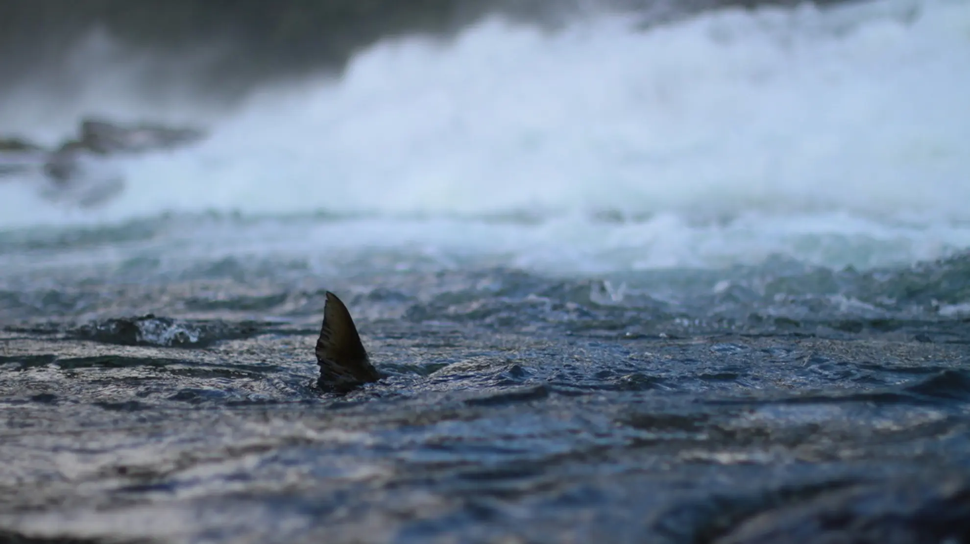 Gaular_fisk i vannet_2021