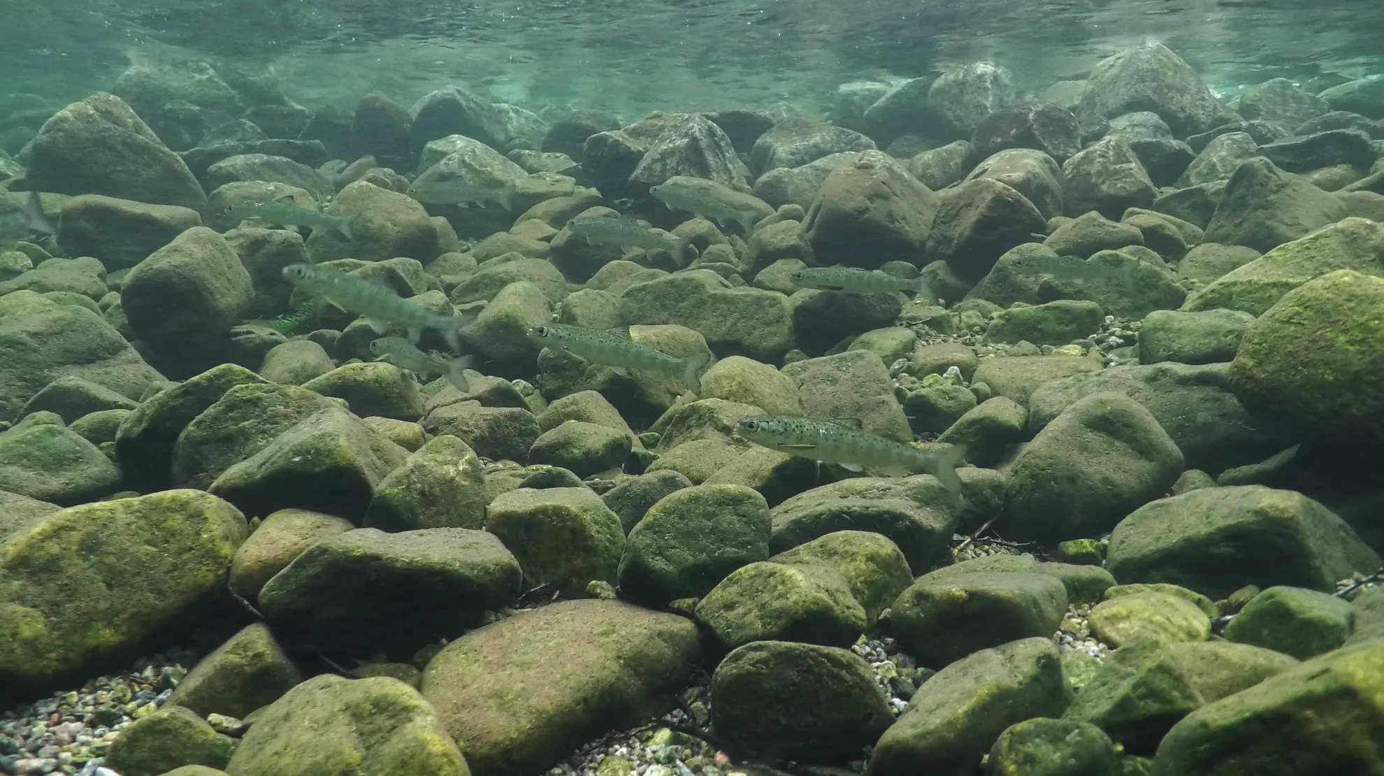 Homla_smolt_Foto_Anders Lamberg.jpg