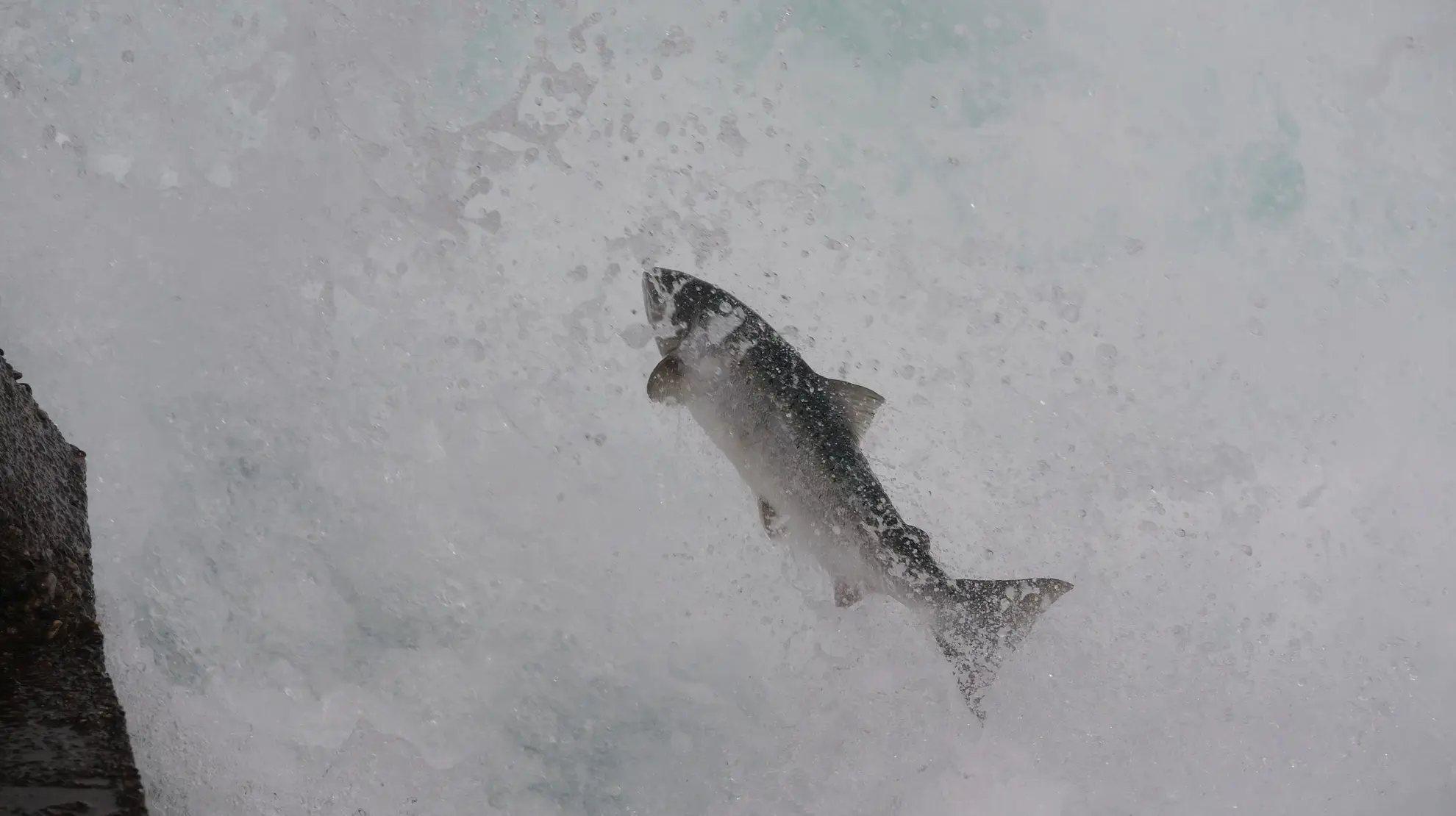 Hoppende laks i foss