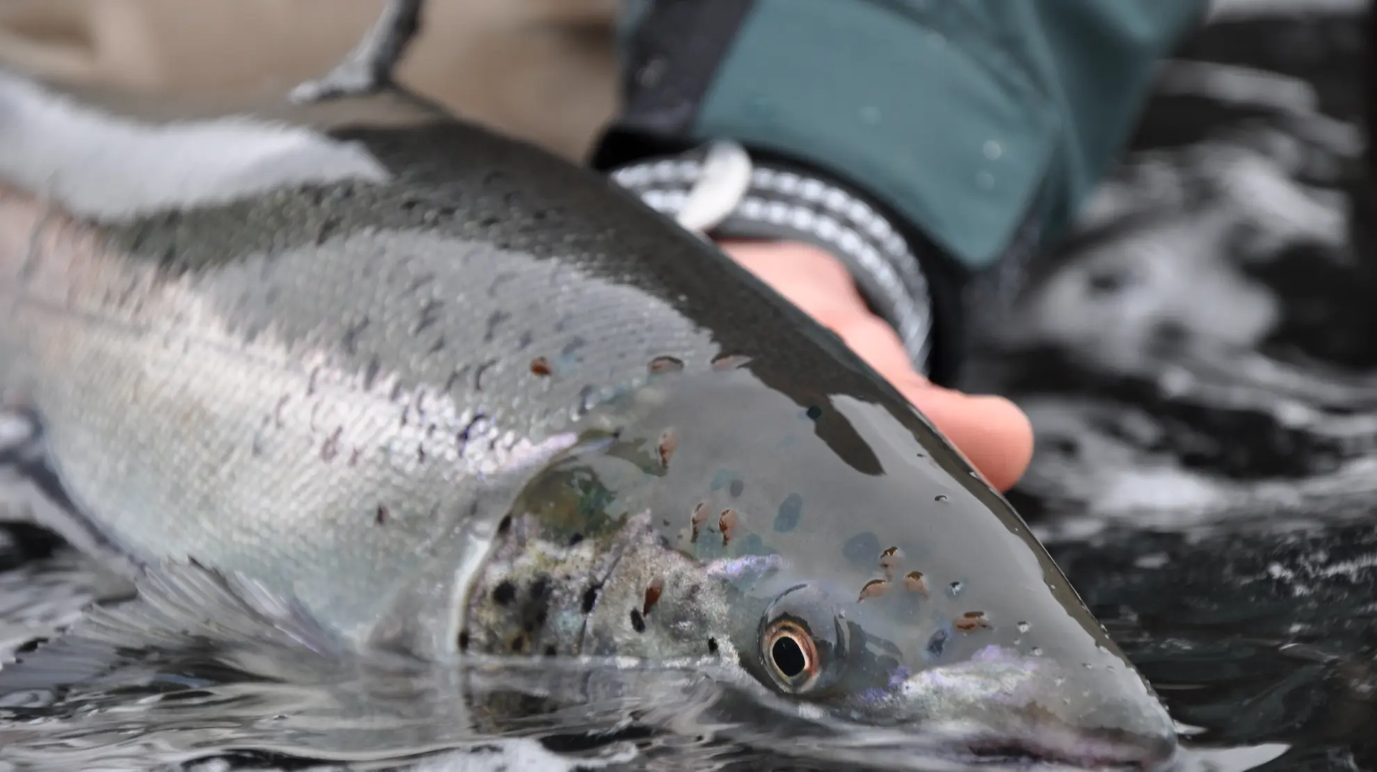 Gjenutsetting Gjenutsetting